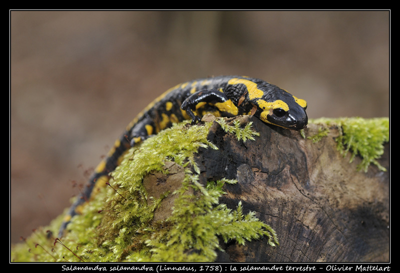 Salamandre terrestre