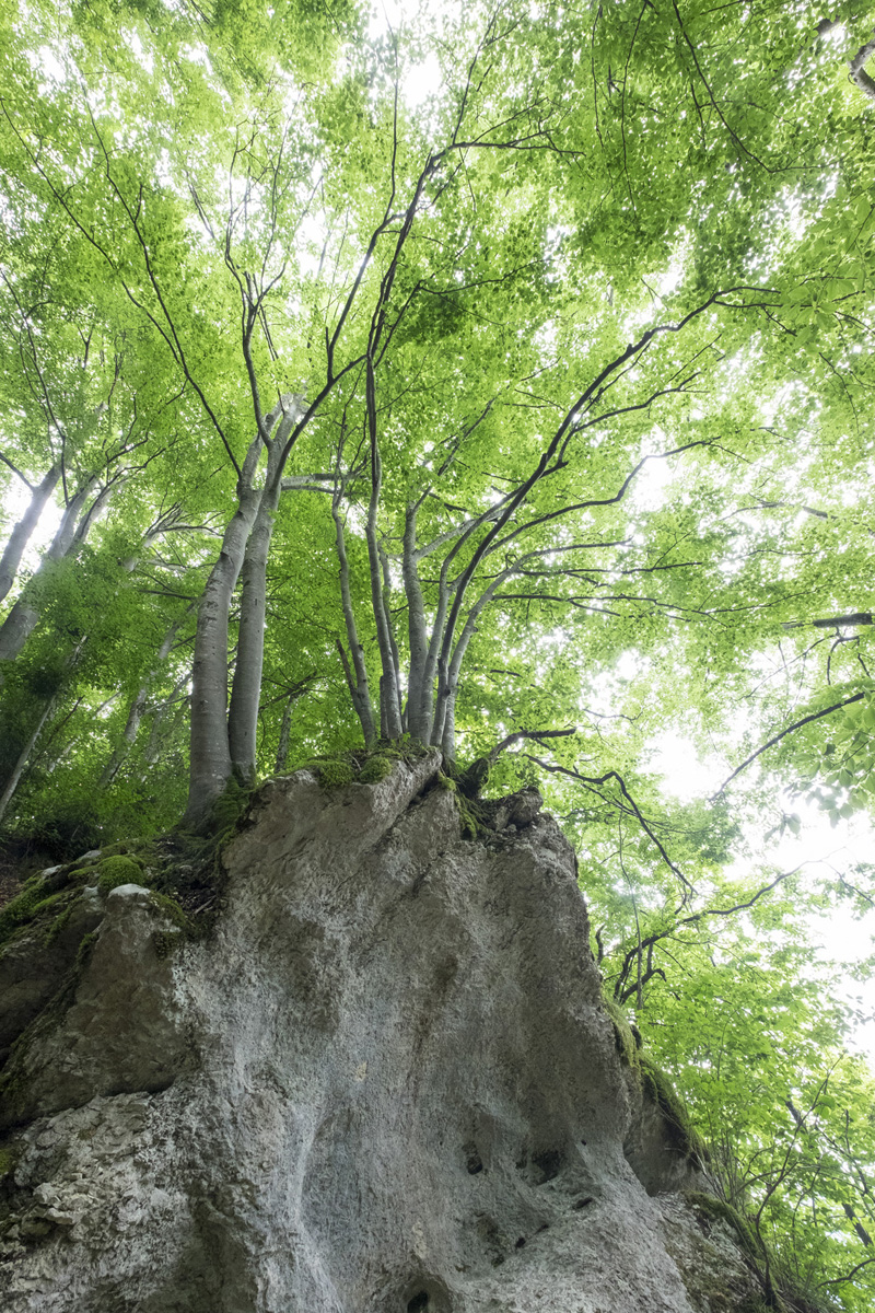 Mont grêle : l'arbre et le rocher