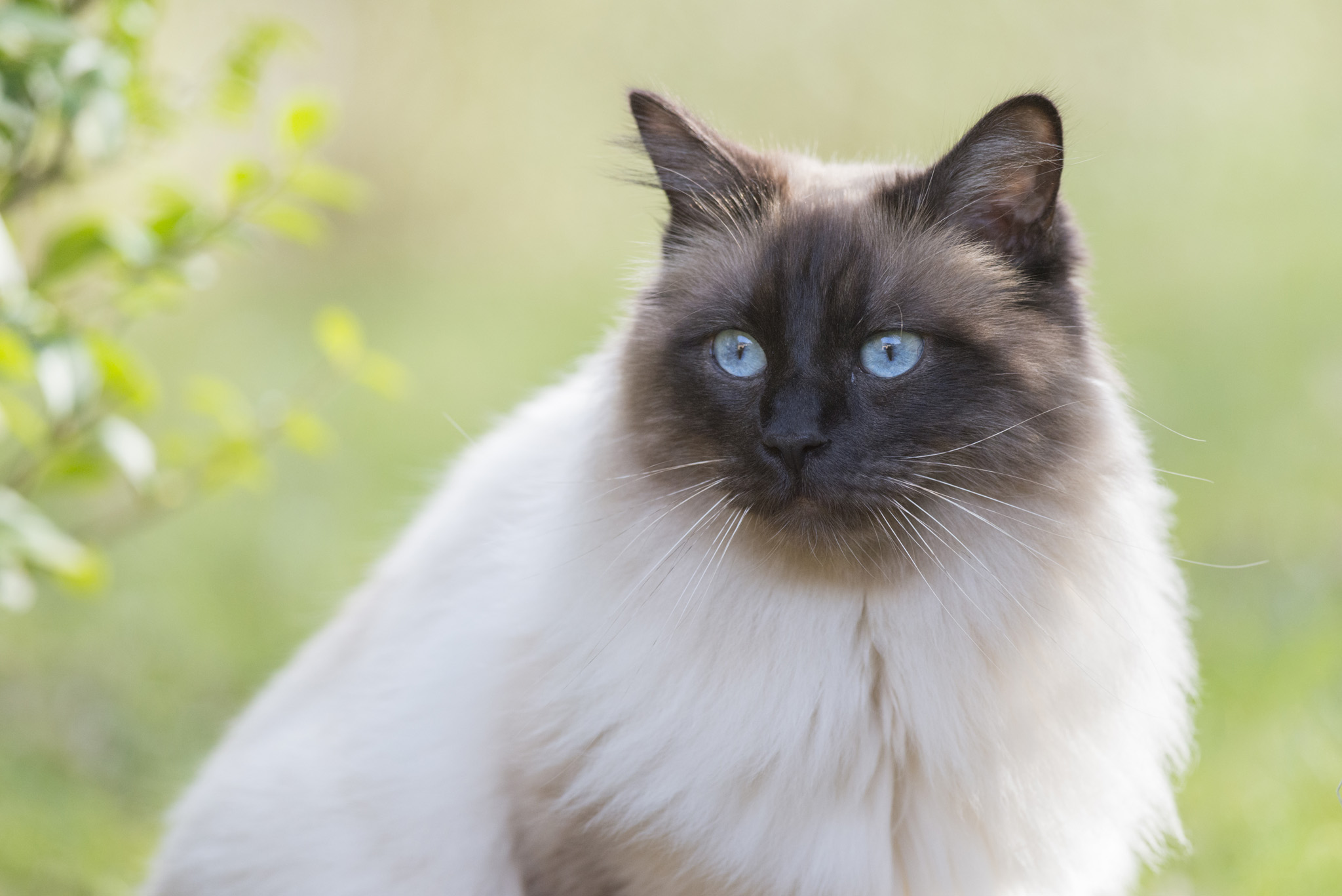 Le chat aux yeux bleus