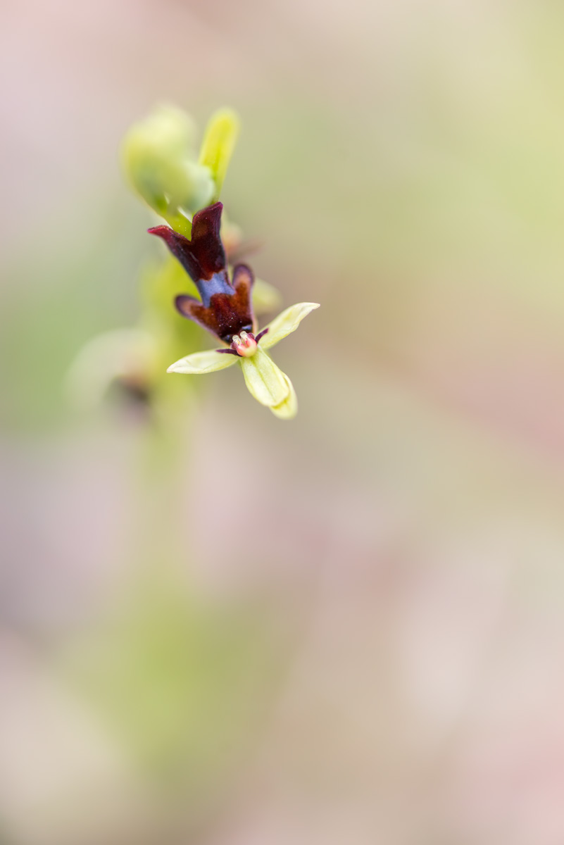 Ophrys mouche : Ophrys insectifera (Linnaeus, 1753)