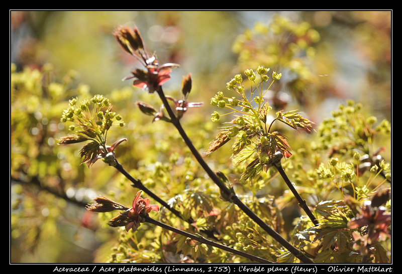 Acer platanoides (Linnaeus, 1753) : l'érable plane